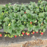 Strawberry - Healthy/RGB