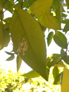 Symptoms on orange tree from woolly whitefly