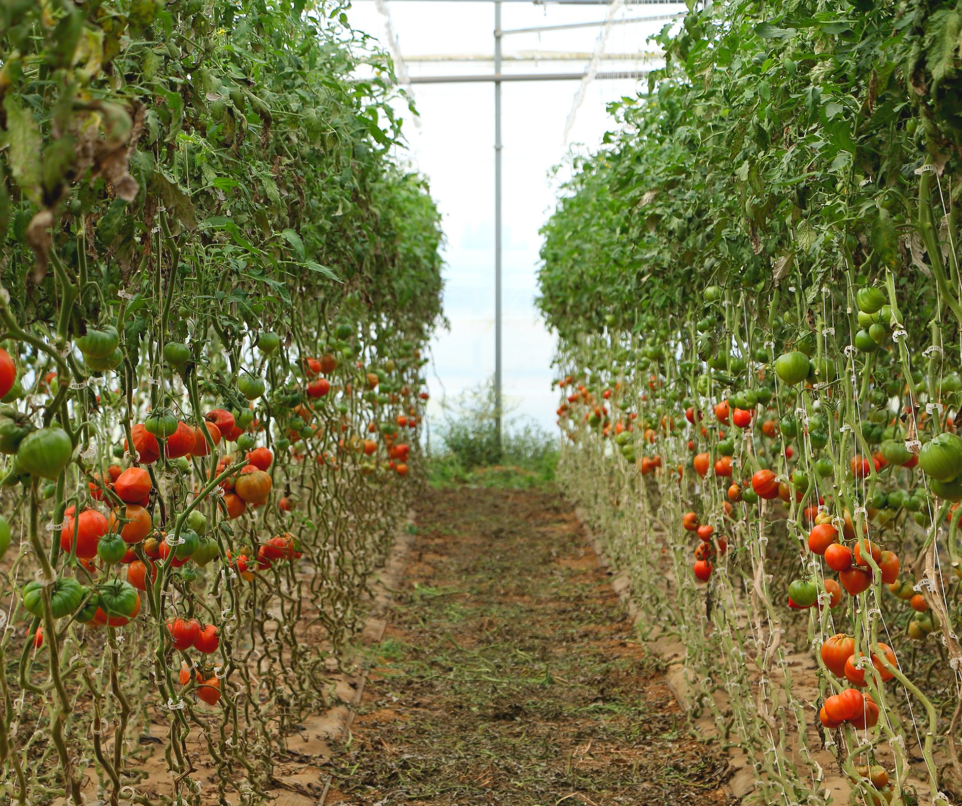 tomato-crop-care