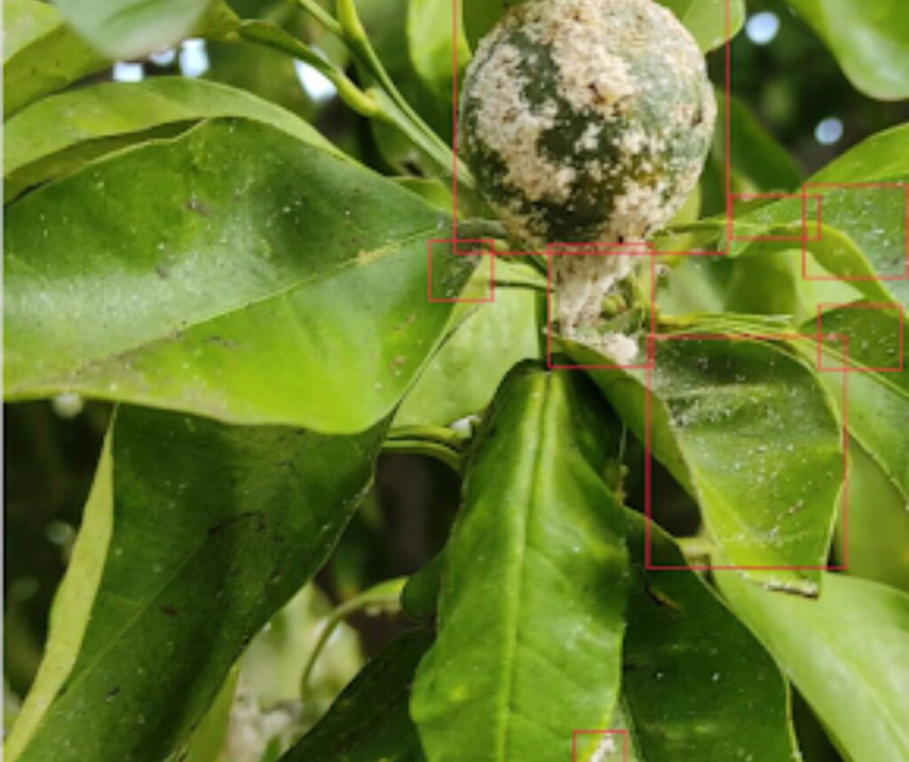 image annotation in citrus tree for pest detection