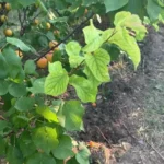 Apricot_tree-Prunus_armeniaca-Fe_deficiency-PRX-RGB-NA-20220706_0000